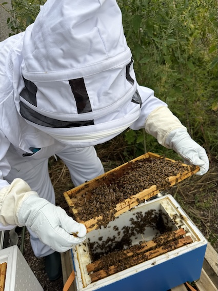 Raat met bijen, korven op de achtergrond